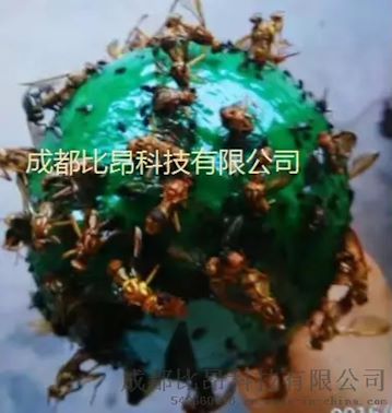 厂家直销广东柑橘实蝇害虫克星