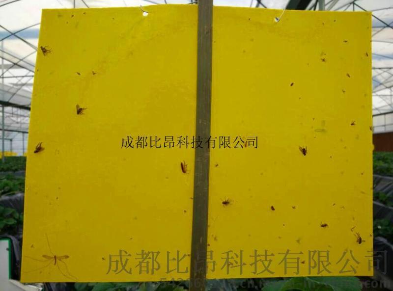 高效粘虫板/黄板/诱虫板 也适用于温室大棚