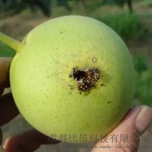 梨小食心虫性诱剂、信息素、诱芯